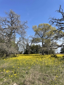 Grapeland Texas Home with Acreage for Sale in Houston County Farm & Hunt - image 18