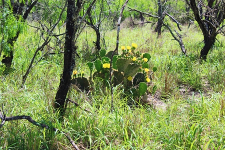 +/-180 Acres in South Texas that borders The King Ranch - image 1