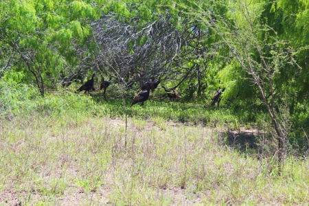 +/-180 Acres in South Texas that borders The King Ranch - image 3
