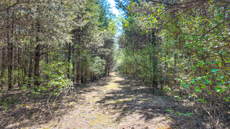 Land For Sale Pomme De Terre Lake - image 44
