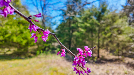 Land For Sale Pomme De Terre Lake - image 3