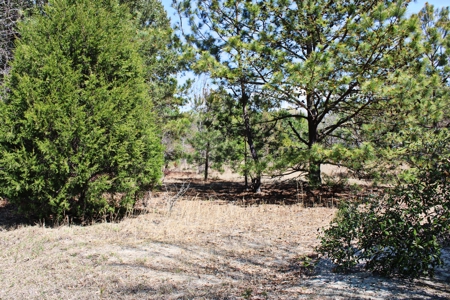 Expansive 23+ Acre Country Home for Sale in Bennettsville, SC - image 7