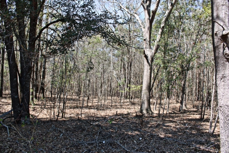 Expansive 23+ Acre Country Home for Sale in Bennettsville, SC - image 5