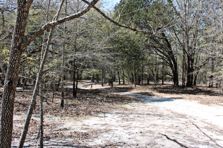 Expansive 23+ Acre Country Home for Sale in Bennettsville, SC - image 6