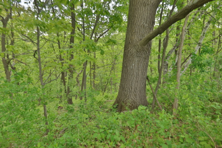 World-Class Recreational and Hunting Property for Sale in Jackson County, Wisconsin - image 30