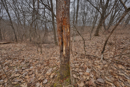 World-Class Recreational and Hunting Property for Sale in Jackson County, Wisconsin - image 12