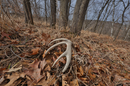 World-Class Recreational and Hunting Property for Sale in Jackson County, Wisconsin - image 21