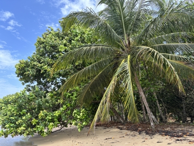 Surfer's DREAM Cabin, Bocas del Toro, Panama - image 24