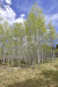 Charming A-Frame Mountain Cabin for Sale in Colorado - image 28