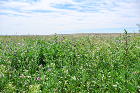 East Malta Irrigated Farm & Ranch – The Hould Property - image 33