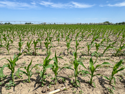 East Malta Irrigated Farm & Ranch – The Hould Property - image 5