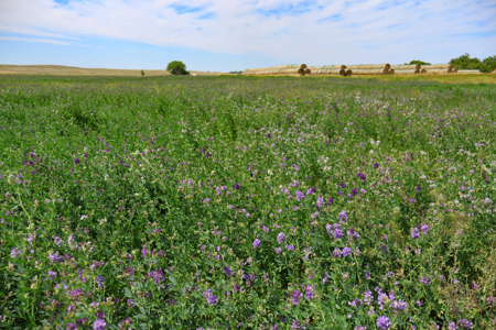 East Malta Irrigated Farm & Ranch – The Hould Property - image 4