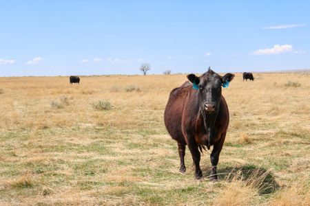 East Malta Irrigated Farm & Ranch – The Hould Property - image 47
