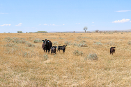 East Malta Irrigated Farm & Ranch – The Hould Property - image 13