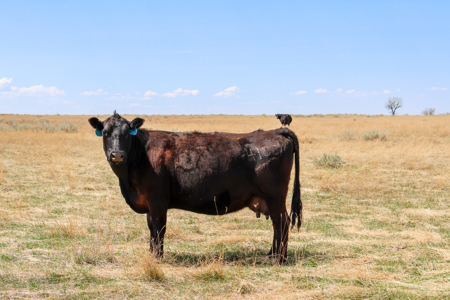 East Malta Irrigated Farm & Ranch – The Hould Property - image 31