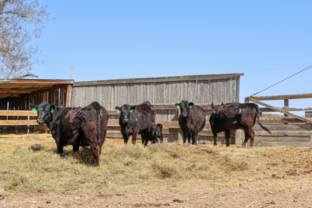 East Malta Irrigated Farm & Ranch – The Hould Property - image 25