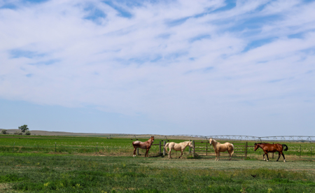 East Malta Irrigated Farm & Ranch – The Hould Property - image 8