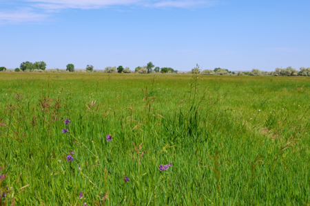 East Malta Irrigated Farm & Ranch – The Hould Property - image 7