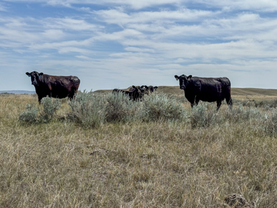 East Malta Irrigated Farm & Ranch – The Hould Property - image 46
