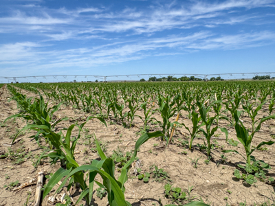 East Malta Irrigated Farm & Ranch – The Hould Property - image 26