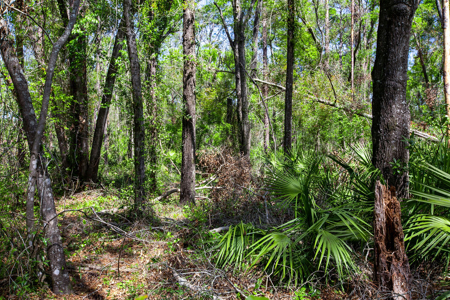 1.38 Acre Residential Lot on CR 349 in Live Oak! - image 6