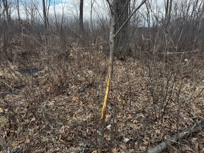 75-acre parcel in the heart of Clark County Wisconsin - image 6