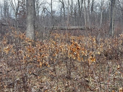 75-acre parcel in the heart of Clark County Wisconsin - image 33
