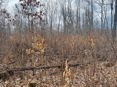 75-acre parcel in the heart of Clark County Wisconsin - image 20