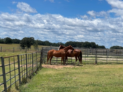 Farm And Custom Home For Sale In North Central Arkansas - image 14