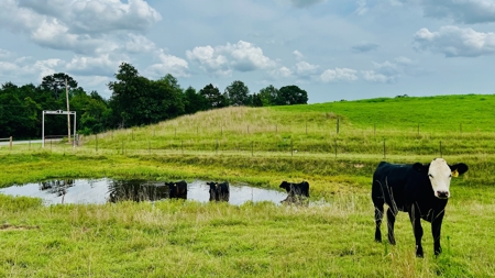 Farm And Custom Home For Sale In North Central Arkansas - image 13