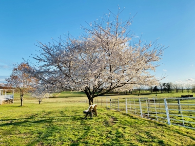 Farm And Custom Home For Sale In North Central Arkansas - image 16