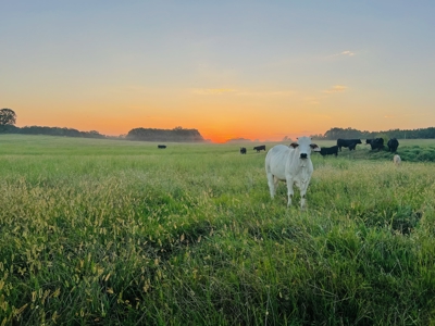Farm And Custom Home For Sale In North Central Arkansas - image 18