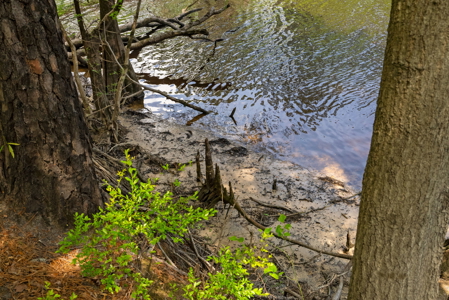 Lot For Sale on the Waccamaw River - Horry County SC - image 15