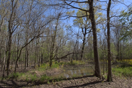 15 Acres of Prime Atchafalaya Basin Hunting Land – Butte La Rose - image 2
