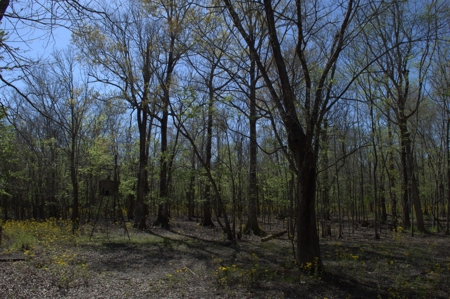 15 Acres of Prime Atchafalaya Basin Hunting Land – Butte La Rose - image 10