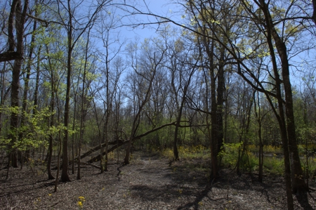 15 Acres of Prime Atchafalaya Basin Hunting Land – Butte La Rose - image 3