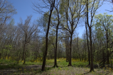 15 Acres of Prime Atchafalaya Basin Hunting Land – Butte La Rose - image 12