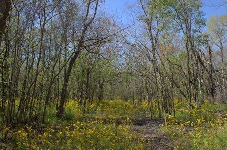 15 Acres of Prime Atchafalaya Basin Hunting Land – Butte La Rose - image 25