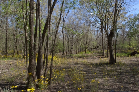 15 Acres of Prime Atchafalaya Basin Hunting Land – Butte La Rose - image 29