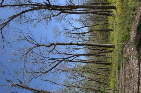 15 Acres of Prime Atchafalaya Basin Hunting Land – Butte La Rose - image 21