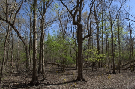 15 Acres of Prime Atchafalaya Basin Hunting Land – Butte La Rose - image 6
