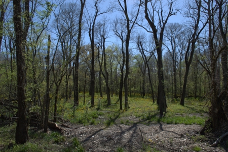 15 Acres of Prime Atchafalaya Basin Hunting Land – Butte La Rose - image 32