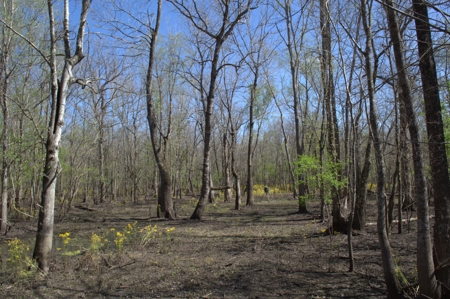 15 Acres of Prime Atchafalaya Basin Hunting Land – Butte La Rose - image 5