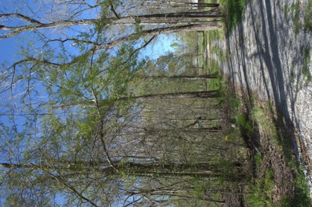 15 Acres of Prime Atchafalaya Basin Hunting Land – Butte La Rose - image 28