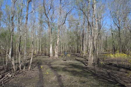 15 Acres of Prime Atchafalaya Basin Hunting Land – Butte La Rose - image 20