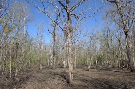 15 Acres of Prime Atchafalaya Basin Hunting Land – Butte La Rose - image 19