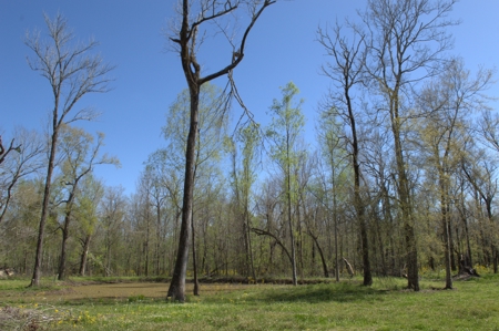 15 Acres of Prime Atchafalaya Basin Hunting Land – Butte La Rose - image 15