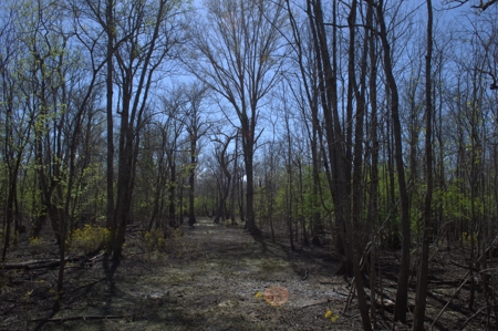 15 Acres of Prime Atchafalaya Basin Hunting Land – Butte La Rose - image 4