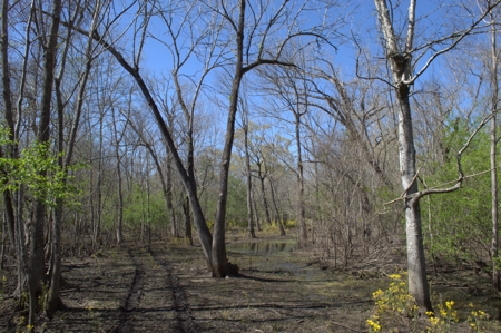 15 Acres of Prime Atchafalaya Basin Hunting Land – Butte La Rose - image 9