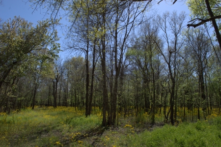 15 Acres of Prime Atchafalaya Basin Hunting Land – Butte La Rose - image 23